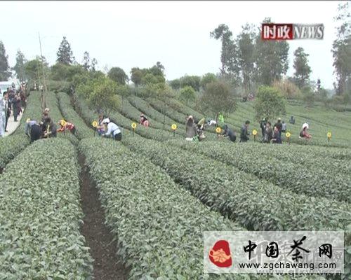 有关于邛崃加强基地建设 推进茶产业发展的热门资讯(1)