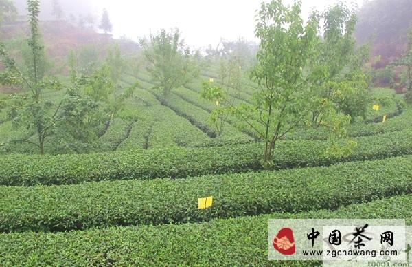 关于高县三年投资9278万元建2.9万亩扶贫茶园的最新消息
