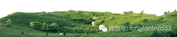 关于陈世强:做大众茶 跳出礼品茶政务茶身影的最新消息(1)