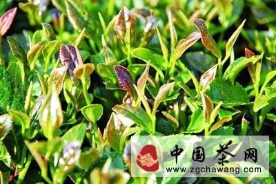 关于闽茶企建言“玉茗奖” 现茶行业榜样力量的热门消息