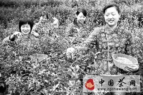 关于磐安云峰茶叶缘何逆势飘红？的热门资讯