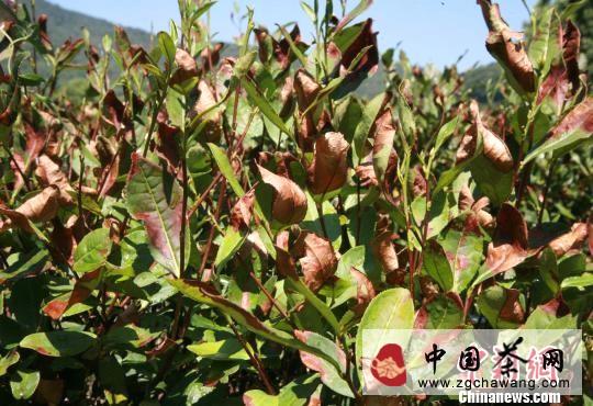 有关于连日高温致西湖龙井茶“喊渴” 茶农担忧来年产量的最新信息
