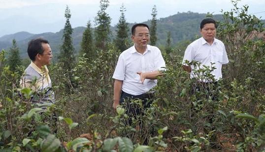 有关于临沧市长锁飞调研双江亥公高优生态茶叶产业园的最新资讯