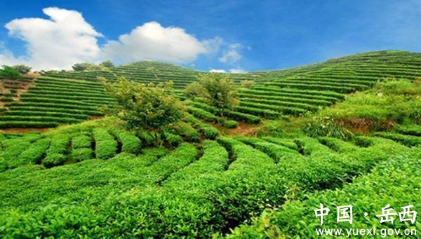 关于岳西倾力主打“岳西翠兰”茶叶品牌的最新信息