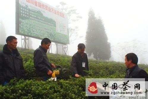 关于泸州纳溪白节镇万亩有机茶园冬管正当时的信息