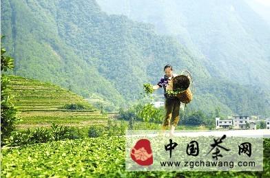 关于首届“湖北五峰·采花茶文化杯”摄影大赛获奖作品选登的热门新闻(1)