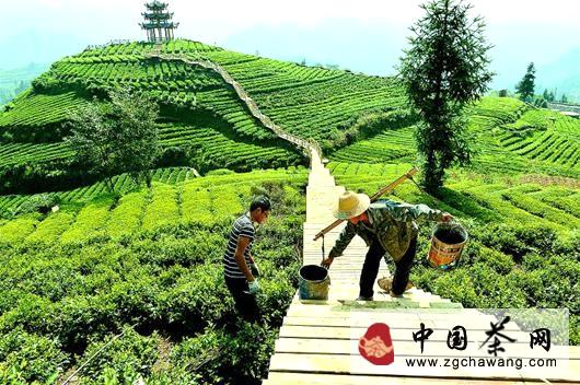 有关于宣恩县伍家台村机茶园为迎国庆节做准备的信息