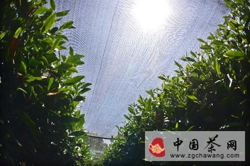 有关于茶届动态：杭州茶农抗旱护茶的信息(1)