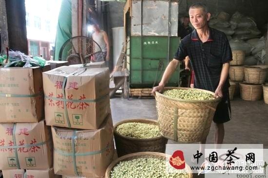 关于福鼎点头镇茉莉花茶生产企业窨花忙的热门新闻(2)