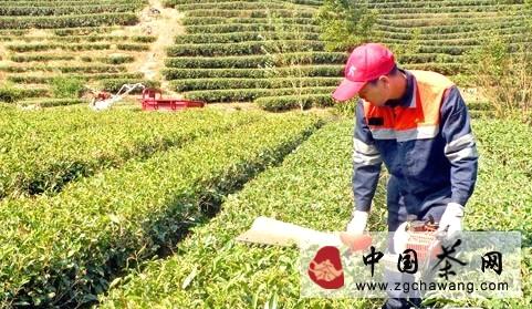 有关于宁德霞浦县高新茶叶示范园推广茶叶高效种植的信息
