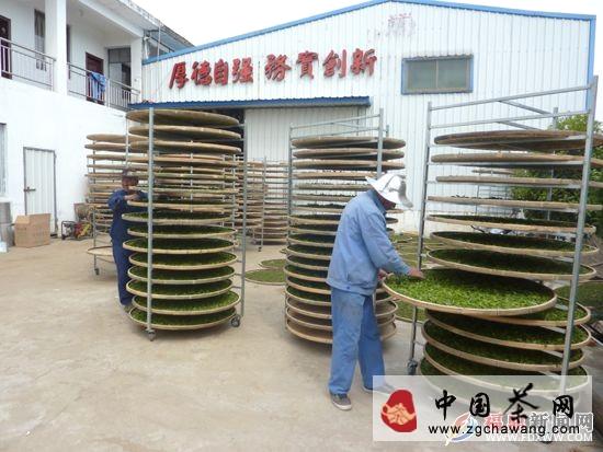 关于福鼎市白琳镇“三板斧”力助茶产业发展(图)的最新消息(1)