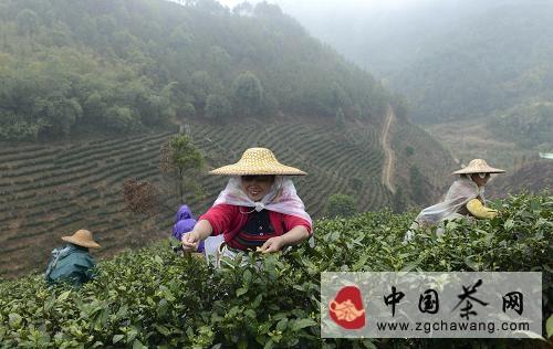 关于广西昭平县：茶乡“抢”春的信息