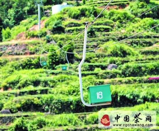 有关于安溪生态茶园新气象 茶青坐着缆车到加工厂的热门消息