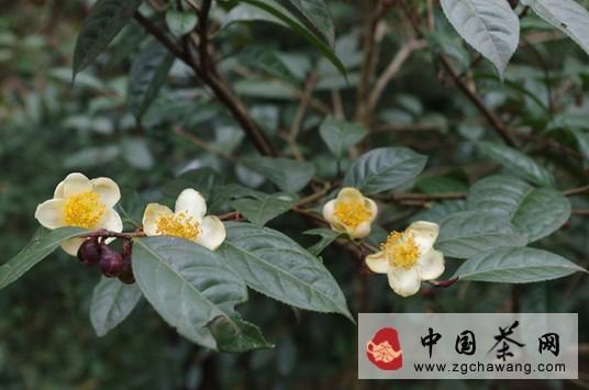 有关于天峨金花茶成为农民致富的“金饭碗”的热门新闻