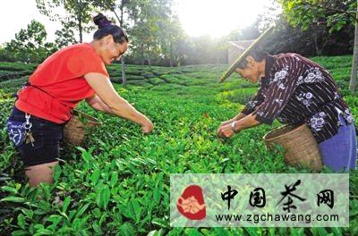 有关于新昌“茶王”农户 力争酷暑损失秋后补的最新信息
