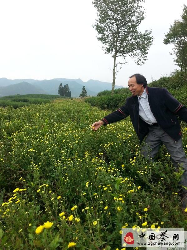 关于周鸣和：把皇菊培育成一个新兴产业的热门新闻