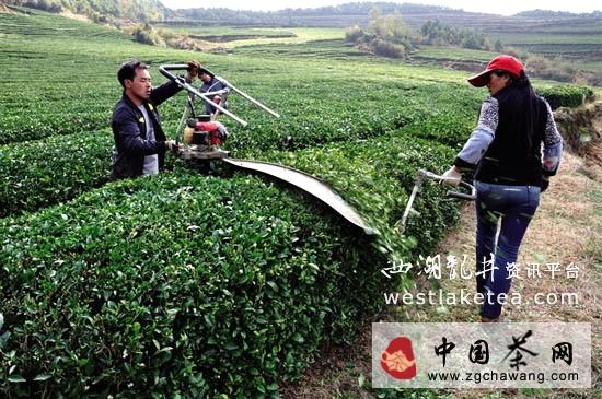 有关于威宁炉山镇茶叶种植基地茶树修剪管理忙(图)的资讯