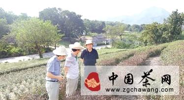 关于杭州西湖景区拆除部分遮阳棚维护茶园景致的新闻
