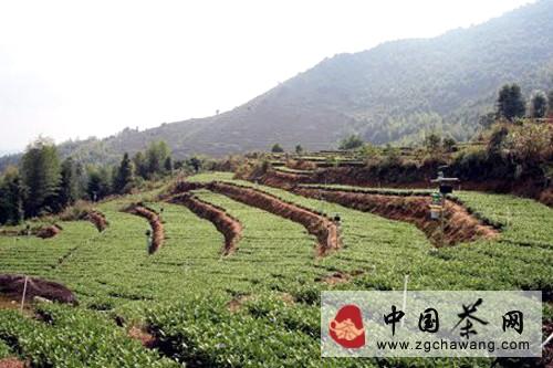 有关于福建茶叶之乡走上农机化道路的最新资讯