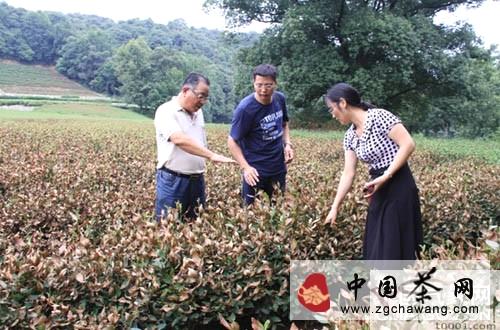有关于浙江省积极开展茶叶高温干旱气象专题服务的最新消息