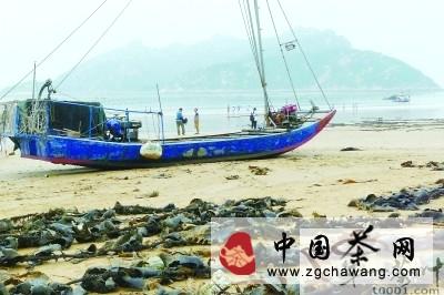 有关于到霞浦品中国第一早茶“元宵茶”的新闻(1)