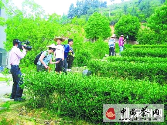 有关于安溪：融入“东亚文化之都” 打造茶文化旅游胜地的新闻