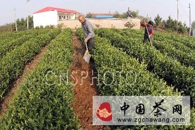 有关于江苏赣榆县4万亩茶园进入冬季整理时期(图)的消息