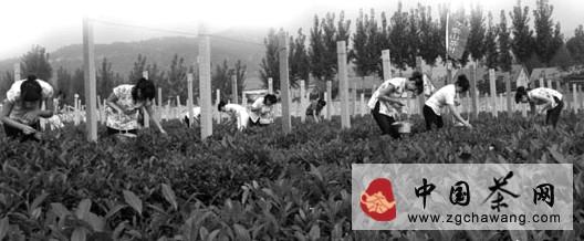 关于济南长清：政府“反租倒包”帮茶企流转土地的热门资讯