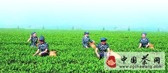 关于安溪茶庄园蓬勃兴起的热门资讯