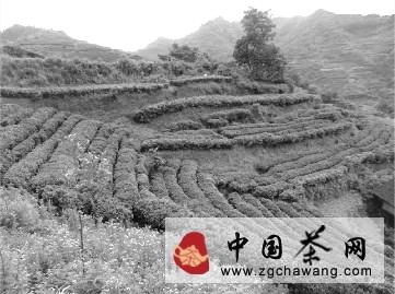 有关于古丈盘草村实现“人平两亩茶,户平十亩茶”的消息