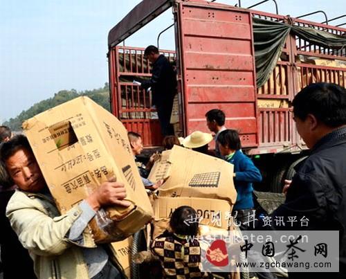 有关于竹山县无性系茶苗大田栽植使用“新技术”(图)的热门消息(3)