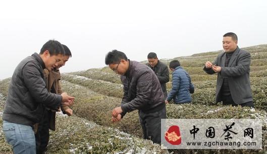 关于低温寒潮来袭导致印江春茶采摘推迟的热门新闻(1)