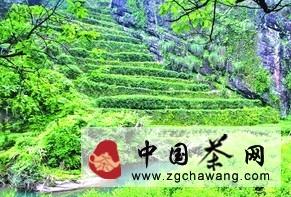 有关于高山云雾出好茶 “金针梅”香自碧水丹山的热门信息