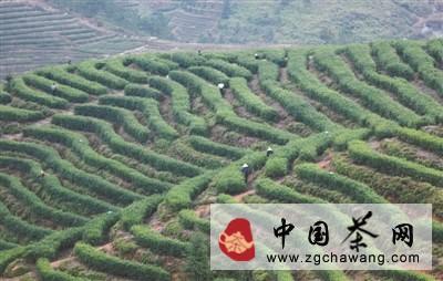 有关于云和名茶“仙宫雪毫”清香四溢的热门资讯(2)