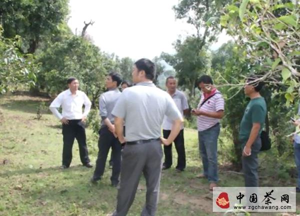 有关于勐海县贺开古茶园生态建设试验示范的新闻