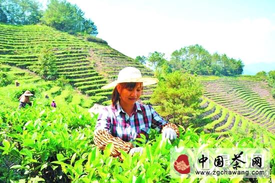 有关于永春县致力发展茶产业，帮助农民增收致富(图)的最新资讯