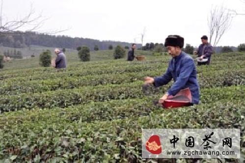 关于凤冈县35万余亩生态茶园全面施用有机肥的最新信息(1)