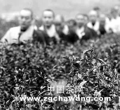 有关于杭州中天竺法净寺禅茶正式开采的最新信息