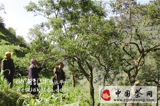 有关于纳雍：宋氏家族与姑箐茶叶的历史回响(图)的资讯