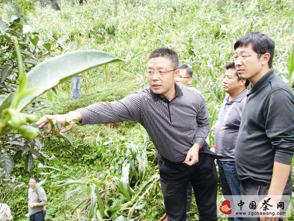 有关于千年古茶意欲“重出江湖”？（图）的资讯
