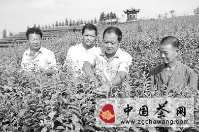 有关于泸州市纳溪区：专业培训茶农 搞好茶园秋季管理的热门信息