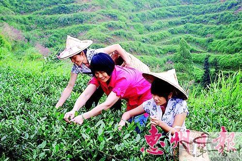 有关于龙门成功引种安溪铁观音的热门新闻