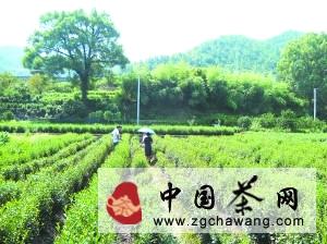 有关于丽水：功能性肥料 助茶农增产的热门资讯(1)