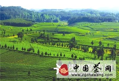 有关于凤岗田坝引领茶旅结合的最新消息