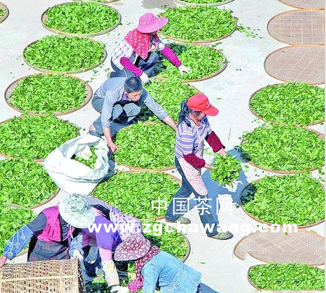 有关于泰宁无公害茶区进入春茶采摘旺季的信息