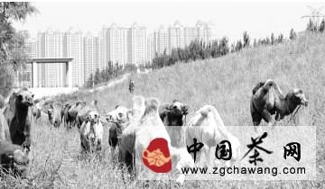有关于“重走茶叶之路”驼队途经山西太原的消息