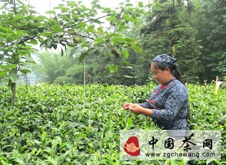 关于高县：十年紧盯茶产业 党支部引来致富泉(图)的最新资讯