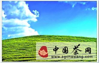 关于贵州“十一五”茶叶科技重大专项通过验收的资讯(1)