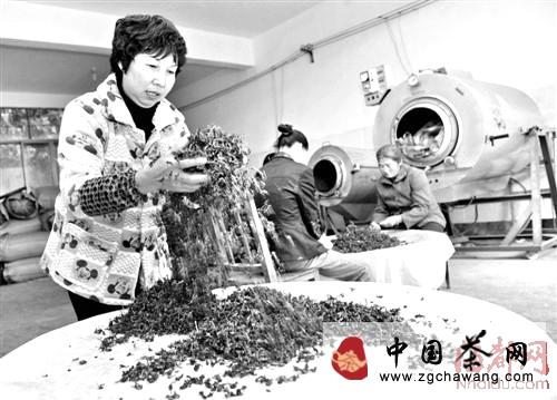 有关于寿宁:“女强人”独撑数百亩茶园致富不忘乡邻的热门消息