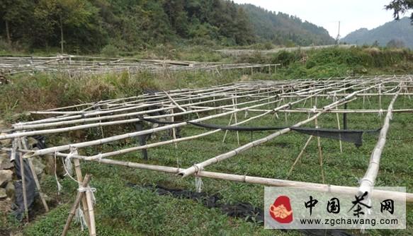 关于三都县凉山茶叶农民专业合作社共建美丽乡村的最新资讯(1)